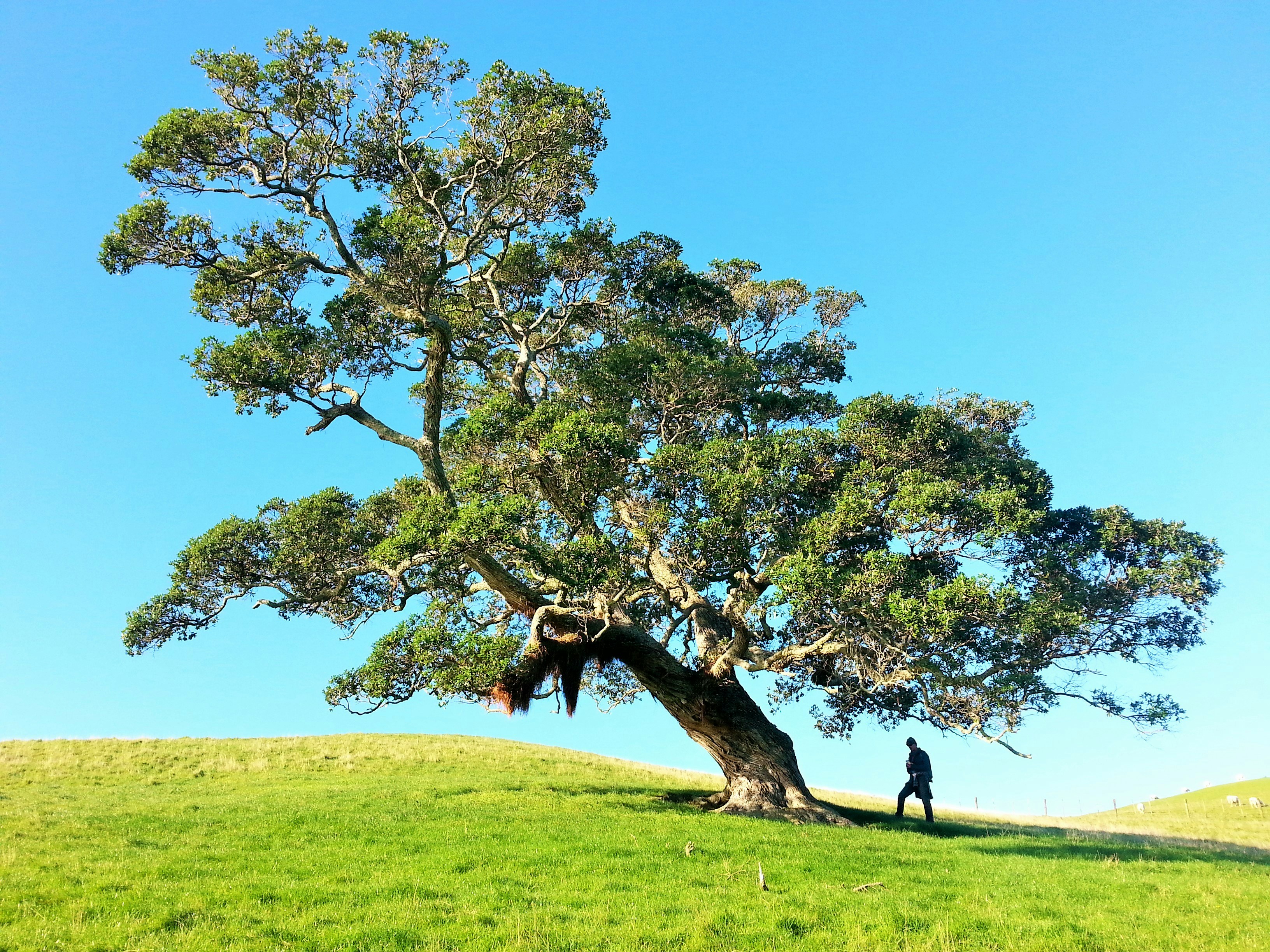 campo albero.jpg